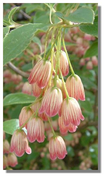 Enkianthus Campanulatus 