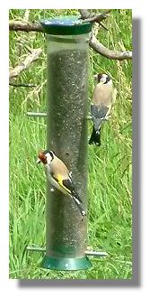 Goldfinch