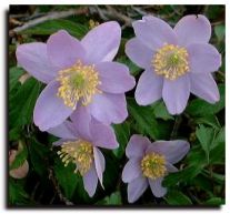 Helleborus