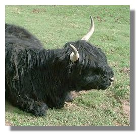 Black Highland Cattle