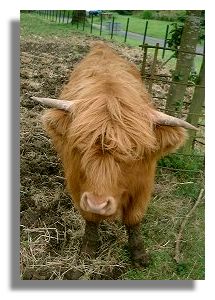 Highland Cow