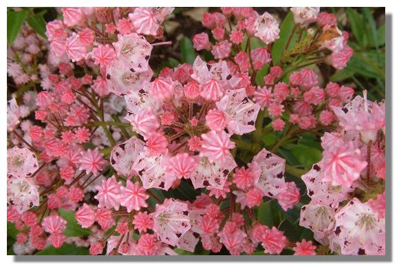 Kalmia