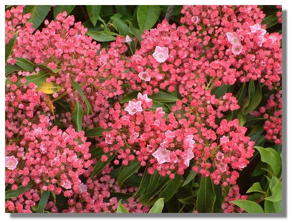 Kalmia
