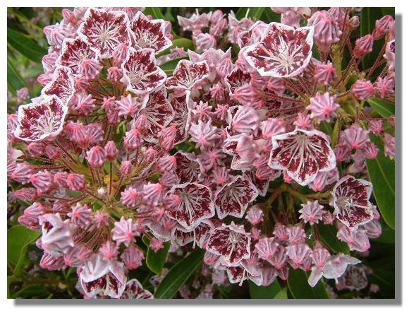 Kalmia 
