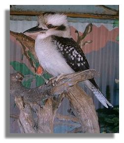 Kookaburra