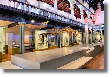 Dinosaur Skeleton in Main Hall