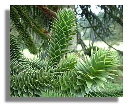 Monkey Puzzle Tree