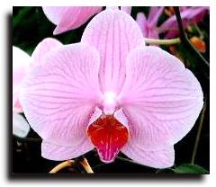 Orchid