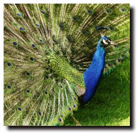 Peacock