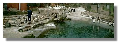 Penguin Enclosure