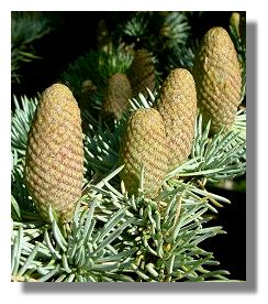 Pine Cones