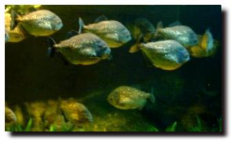 piranhas617a.jpg
