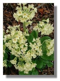 Candelabra Primula