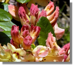 Rhododendrons