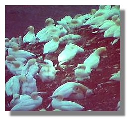 Gannets on Bass Rock