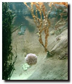 Sea Urchin