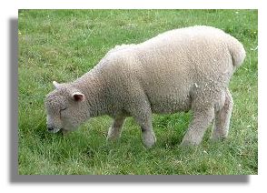 Ryeland Sheep