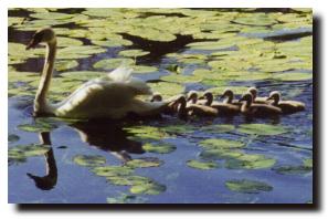 Swan and cygnets