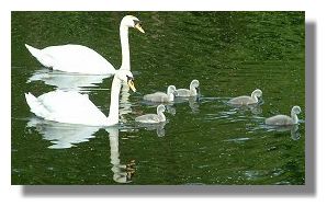 Swans and Cygnets