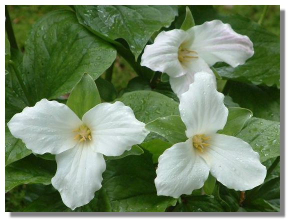Trillium