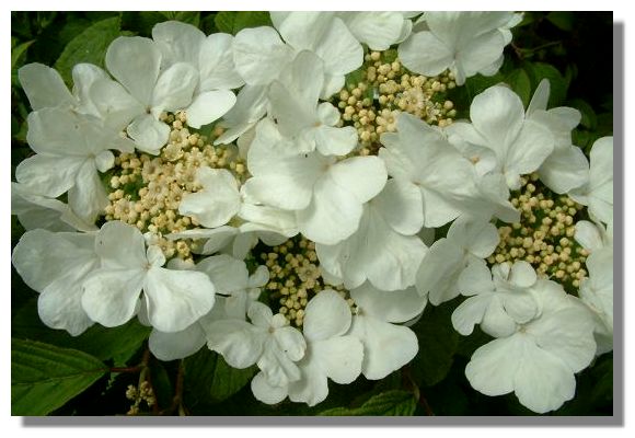 Viburnum