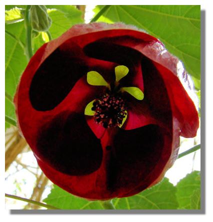 Abutilon Red Monarch