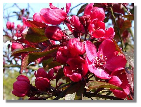 Apple Blossom. It's always difficult to know whether trees in bloom at this 