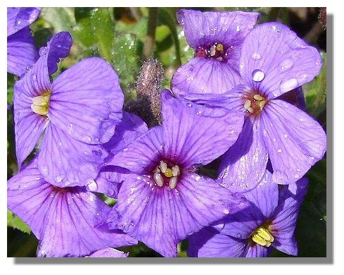 Aubretia