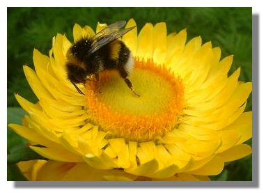 Bee on a Helichrysum