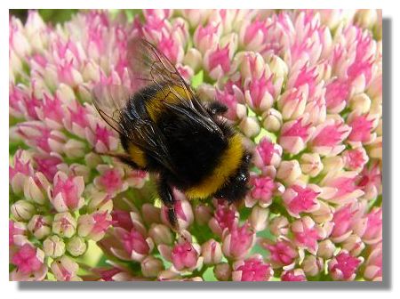 Bee on Sedum