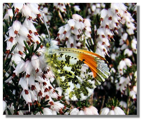 Orange Tip Butterfly