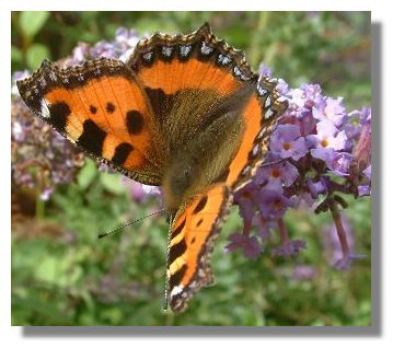 Small Tortoiseshell Butterfly