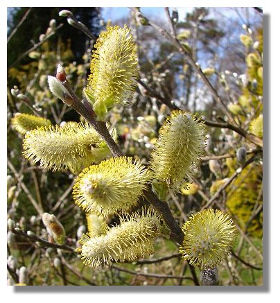 Yellow Catkins