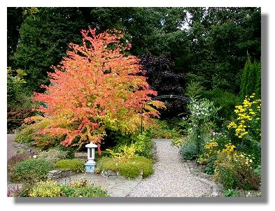 Katsura Tree