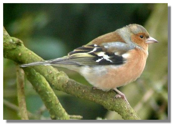 Chaffinch