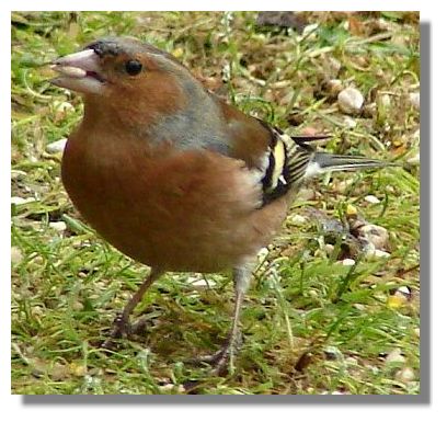 Chaffinch