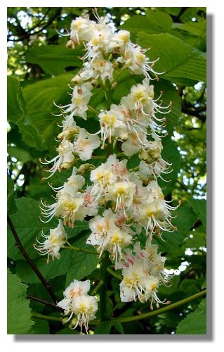 Chestnut Flowers