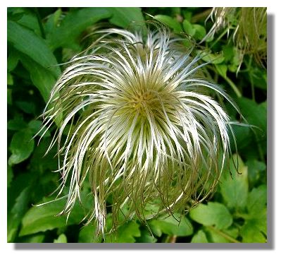 Clematis