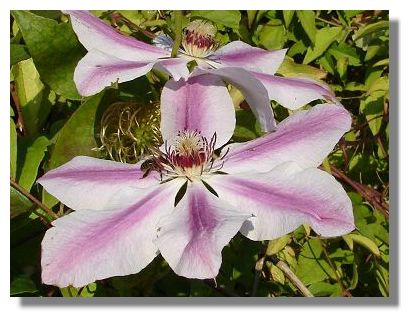 Clematis