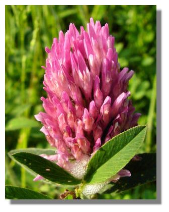 Red Clover