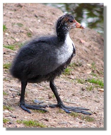 Young Coot