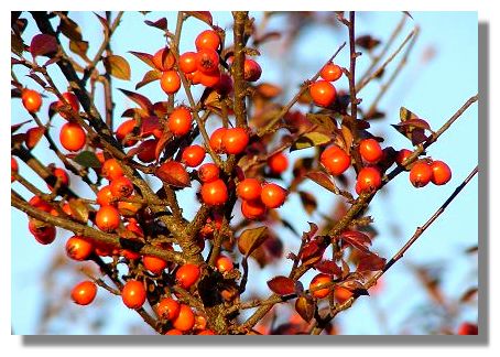 Cotoneaster