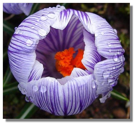 Crocus and Raindrops