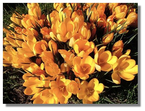 Crocus, Newlands Park