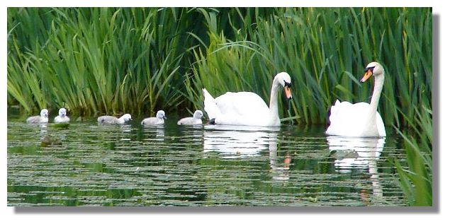 Cygnets and Swans