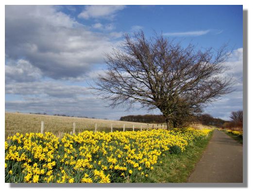 Daffodils