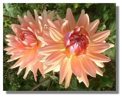 Dahlia, Cambo Estate Dahlia, Cambo Estate
