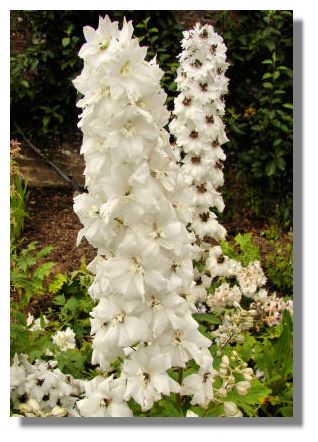 White Delphinium
