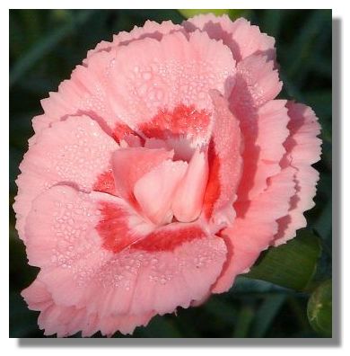 Dianthus