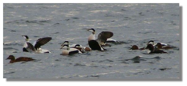 Eider Ducks